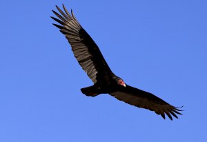 Turkey Buzzard Mike-Hope Shot in Glen Ellen with Canon 6D and 24-105mm