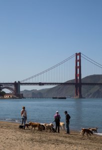 Golden Gate Bridge Dog Lovers