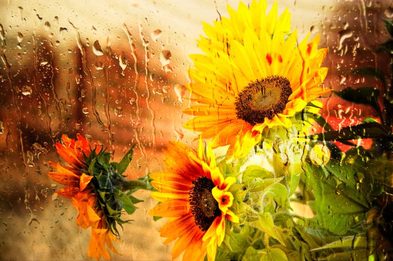 Wet Sunflower by Mike-Hope