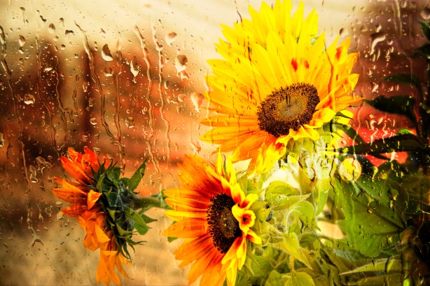Wet Sunflower by Mike-Hope
