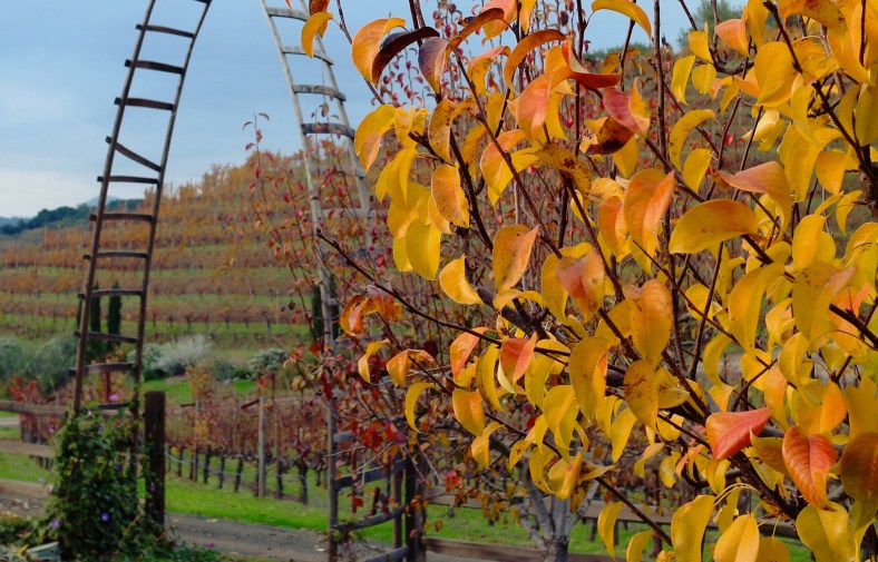 Vine Leaves by Mike-Hope