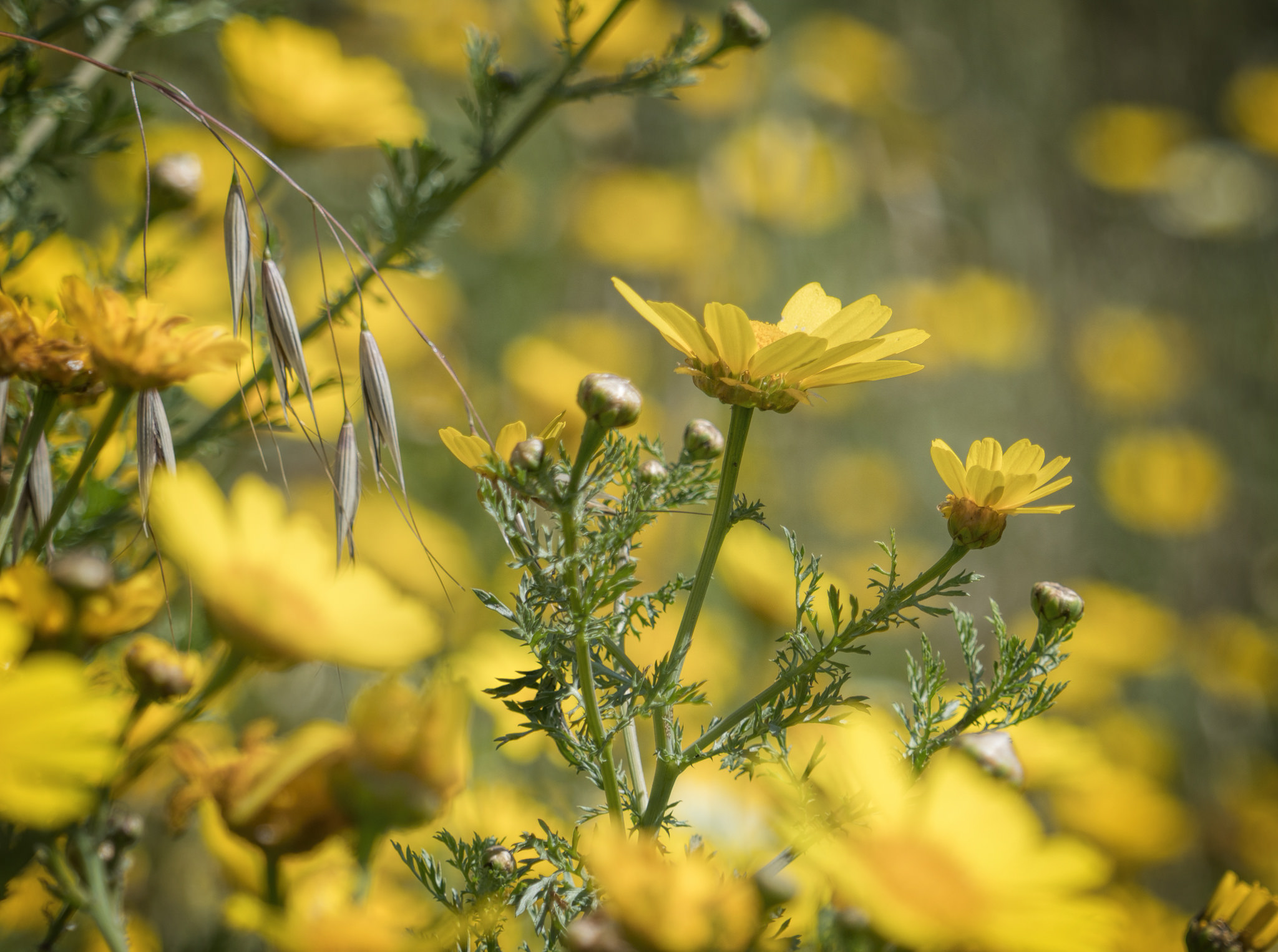 Spring Daisies by Mike-Hope