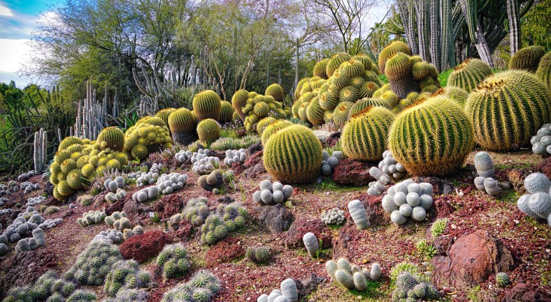 Cactii on the Hill 220 By Mike Hope