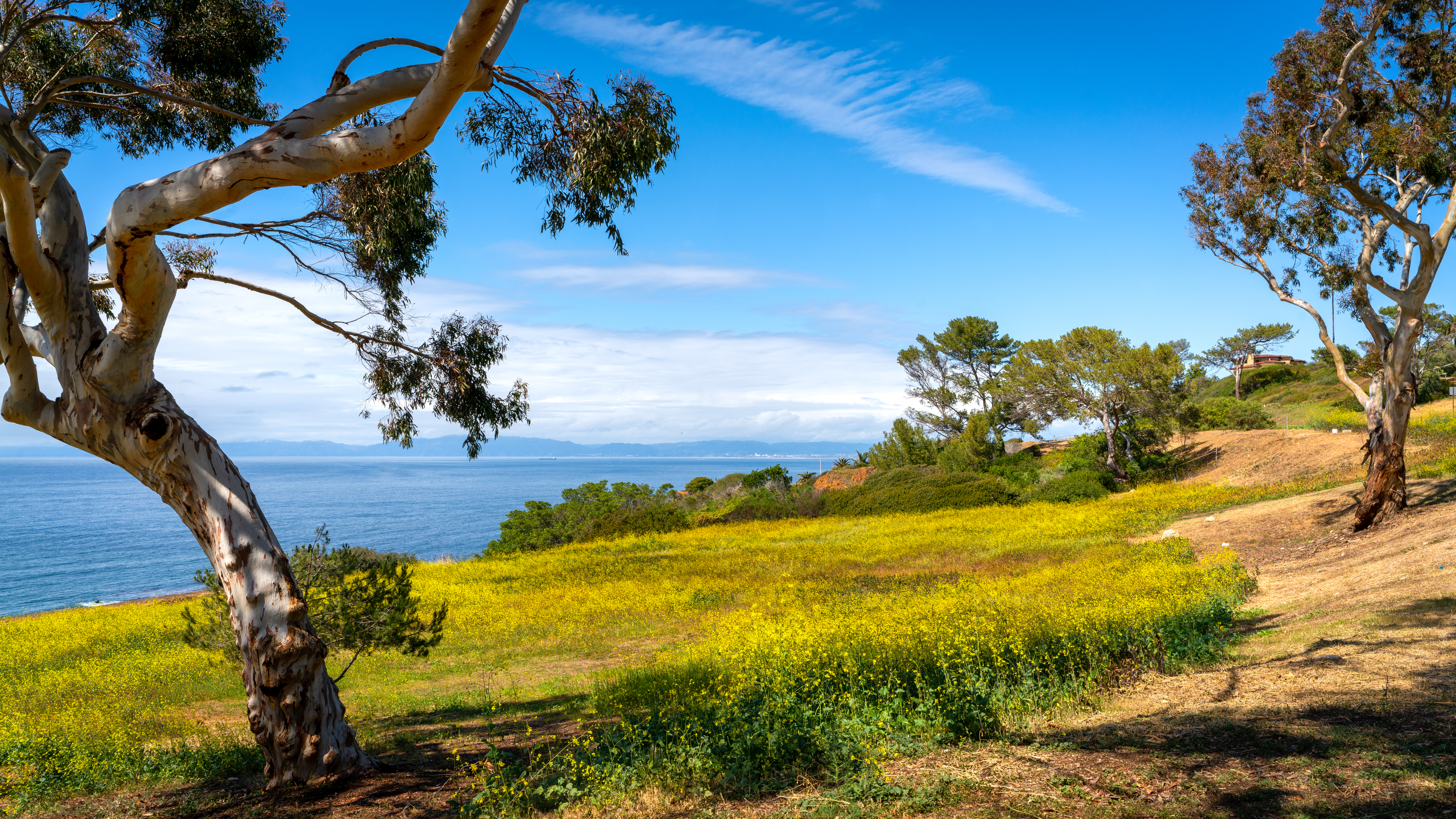 Yellow-on-the-Bluffs-by-Mike-Hope